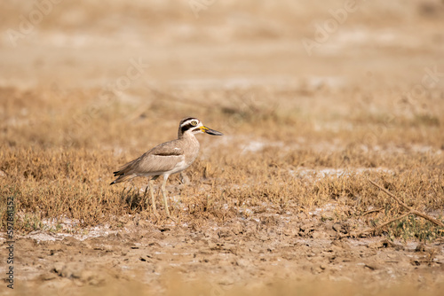 A Great thick-knee bird walking on the ground in the desert landscape of rann of kutch in Gujarat