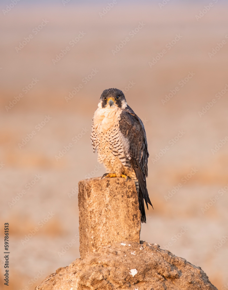Fototapeta premium A peregrine falcon perched on a small stone inside Wildass sanctuary in little rann of kutch in Gujarat during a safari inside the sanctuary