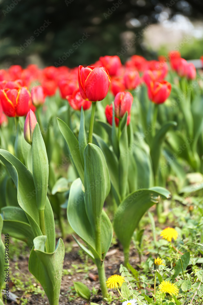 Beautiful red tulips on spring day, closeup Beautiful red tulips on spring day, closeup