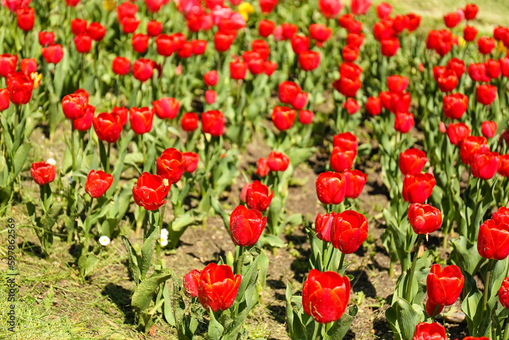 Beautiful red tulips on spring day, closeup Beautiful red tulips on spring day, closeup