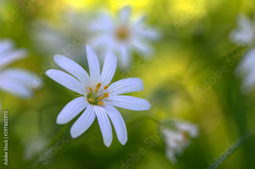 Macro of delicate white flower set against a vibrant green background. The close-up image highlights the beauty of the flower's petals and its surroundings.
