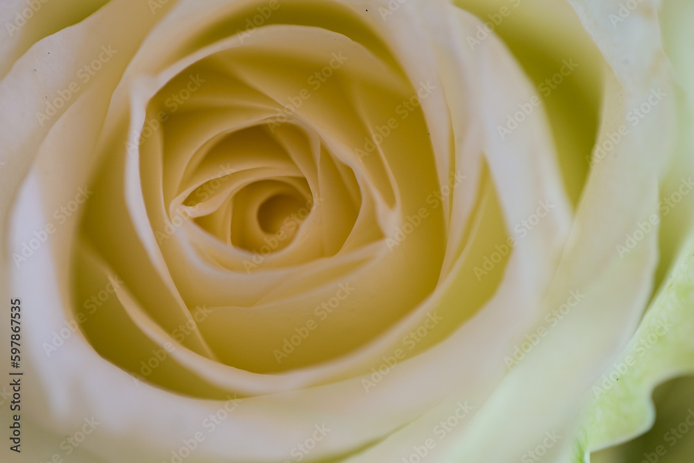 Beautiful Wedding Decor and Flowers from real weddings. Beautiful Wedding Decor and Flowers from real weddings.