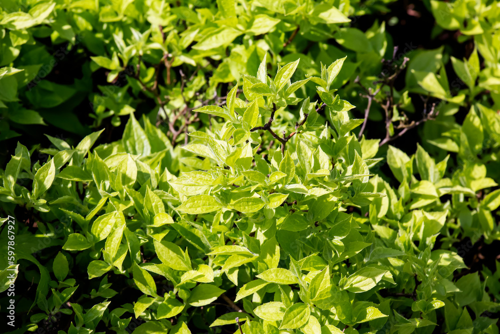 Obraz premium Background of green jasmine foliage in spring before flowering. Green flower buds on a background of leaves. The Latin name is Philadelphus lemoine or Philadelphus L.