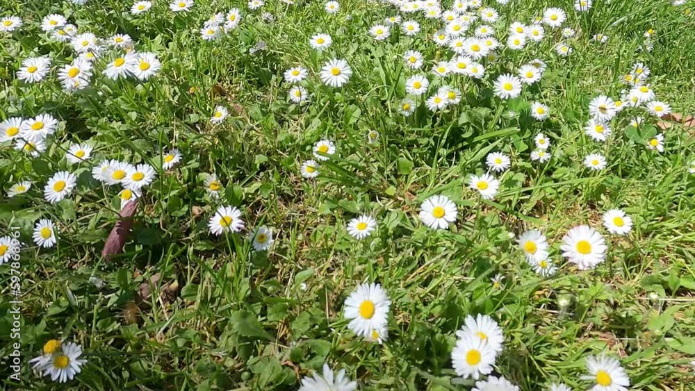 Green Meadow With Daisy Flowes. Moving Camera. Bellis perennis lat. Green Meadow With Daisy Flowes. Moving Camera. Bellis perennis lat.