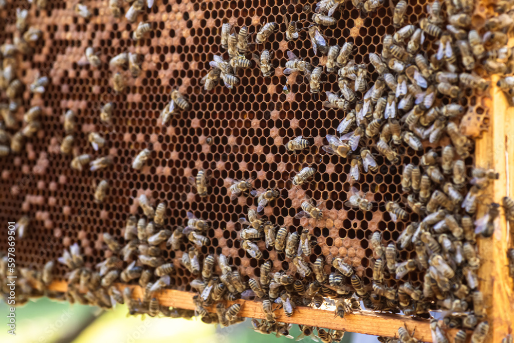 bees in a thriving beehive colony. golden of honey bees in a thriving beehive colony. golden of honey