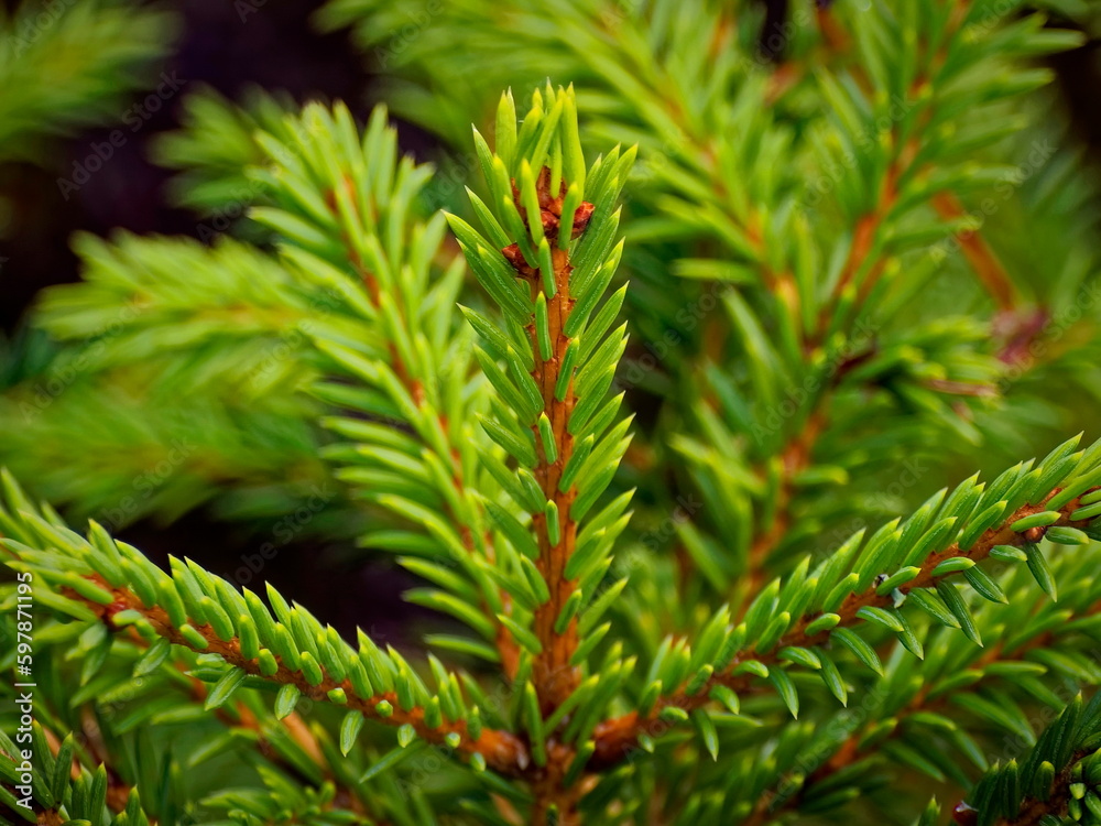 A young fir twig. Fresh greenery of the forest. A young fir twig. Fresh greenery of the forest.