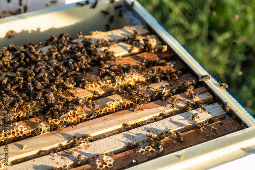 busy bees crawling over honeycomb frame, each cell brimming with sweet nectar of their labor.