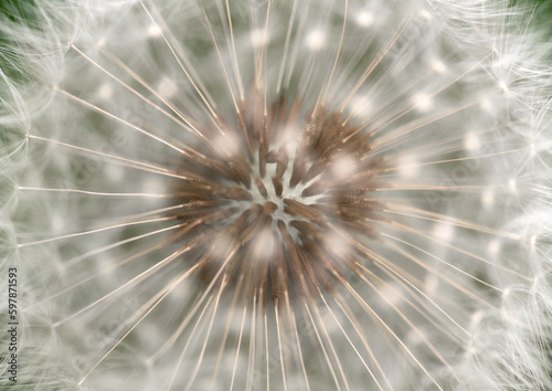 Dandelion Seeds