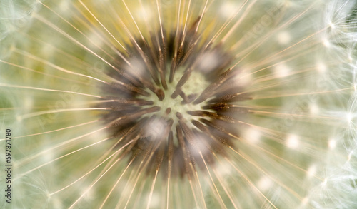 Dandelion Seeds © Levon