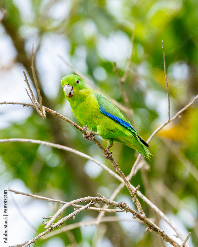 A Blue-winged Parrotlet also know as Tuim perched on branch. Species Forpus xanthopterygius. Animal world. Bird lover. Birdwatching. Birding. The smallest parrot in Brazil.
