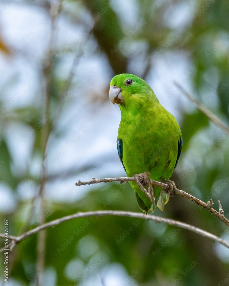 A Blue-winged Parrotlet also know as Tuim perched on branch. Species Forpus xanthopterygius. Animal world. Bird lover. Birdwatching. Birding. The smallest parrot in Brazil.