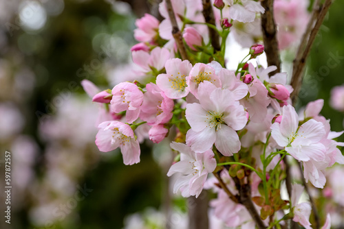 Tender rose blooming cherry tree, spring floral wallpaper © Valeriia