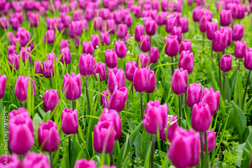 Pink tulip flower field full of freshness  vivid purple  pink  green floral background