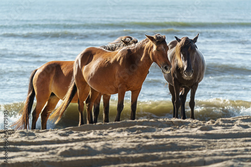 Wild Mustangs standing on the beach in Corolla in the Outer Banks photo