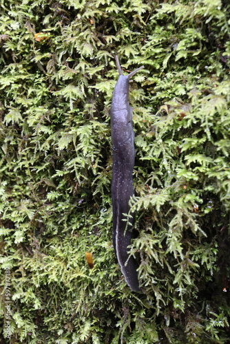 big black slug on a mossy stone in a shady woodland