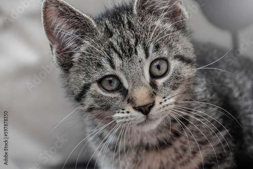 Portrait of a cute tabby kitten. Newborn kitten, Baby cat, Kid animal and cat concept. Domestic animal. Home pet. Cozy home cat, kitten. Copy space. © britaseifert
