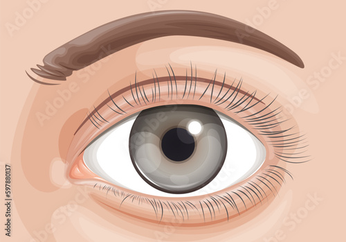 Human Eye - Stock Illustration