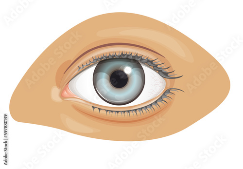 Human Eye - Stock Illustration