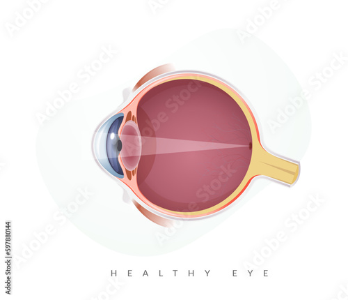 Human Eye Anatomy - Stock Illustration