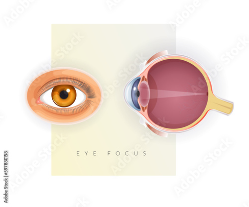 Human Eye Anatomy - Stock Illustration