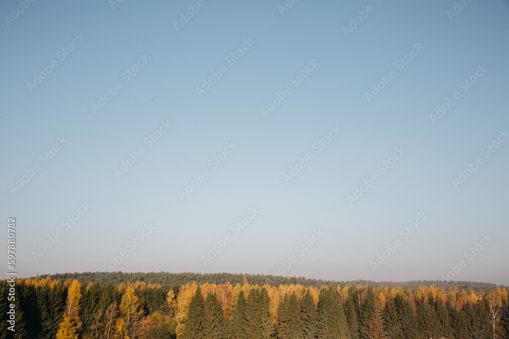 Treetops with yellow leaves on sunny autumn day. Many trees with tree crown. Forest wood woodland. View from above, top view