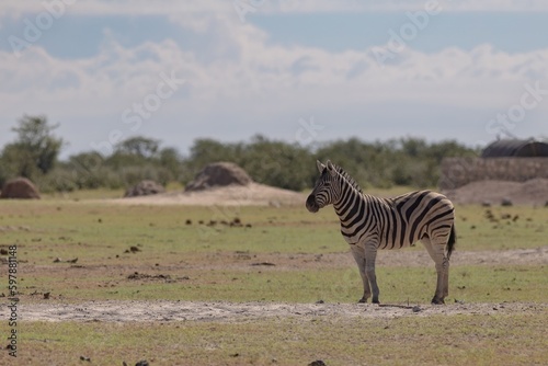 Zebra in the wild of Namibia