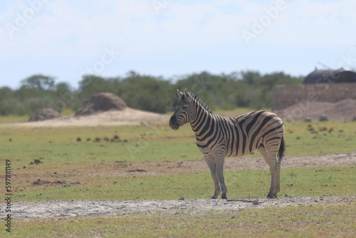 Zebra in the wild of Namibia
