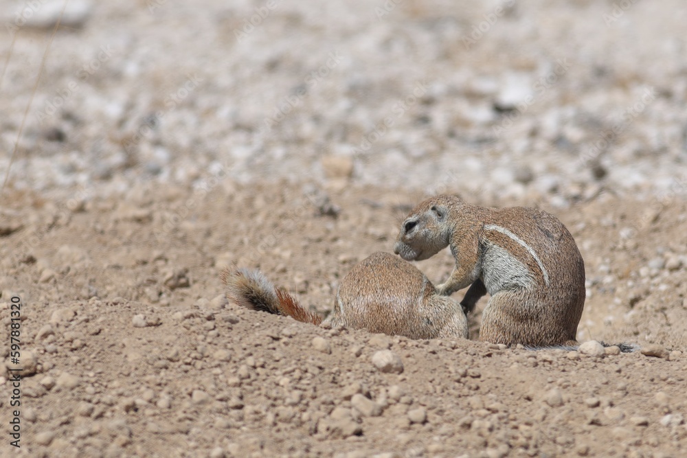 gopher in the wild of Namibia gopher in the wild of Namibia