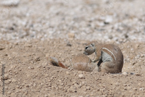 gopher in the wild of Namibia