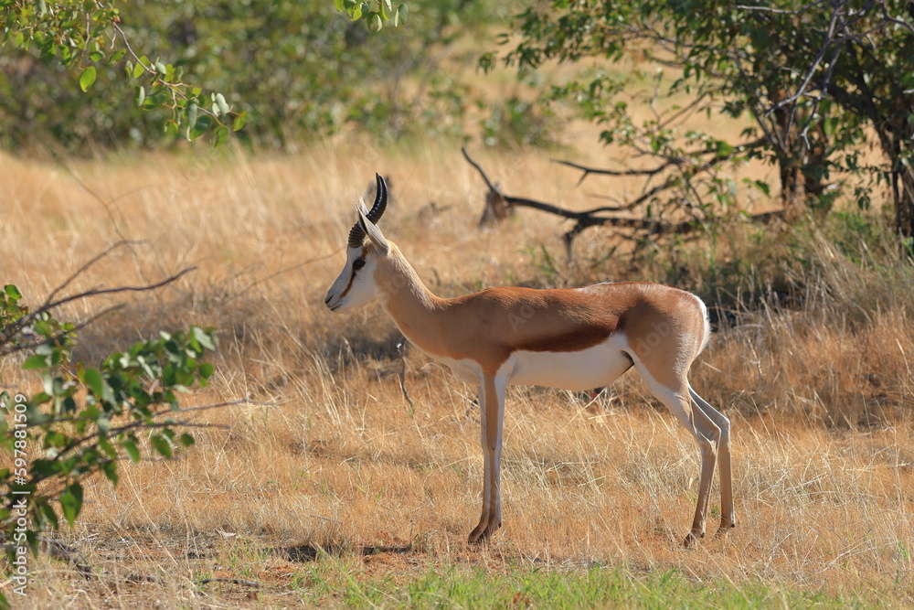 portrait of a springbok in the wild of Namibia portrait of a springbok in the wild of Namibia