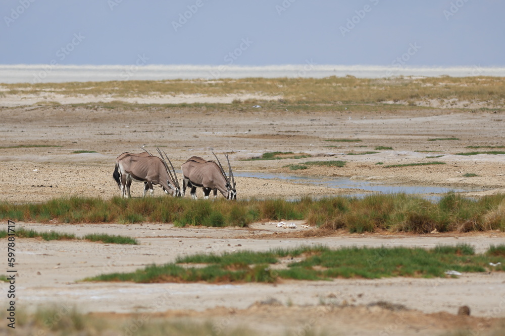 Oryx antelopes in the etosha pan Oryx antelopes in the etosha pan