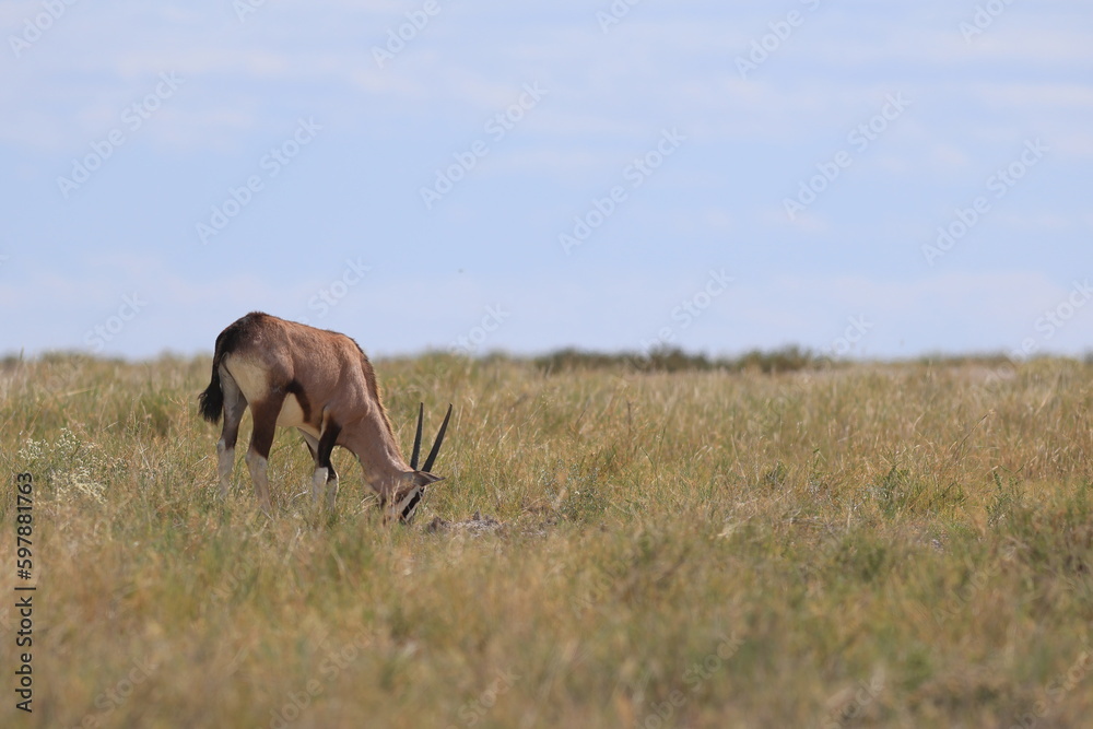 portrait of an oryx antelope in Etosha National Park, Namibia portrait of an oryx antelope in Etosha National Park, Namibia