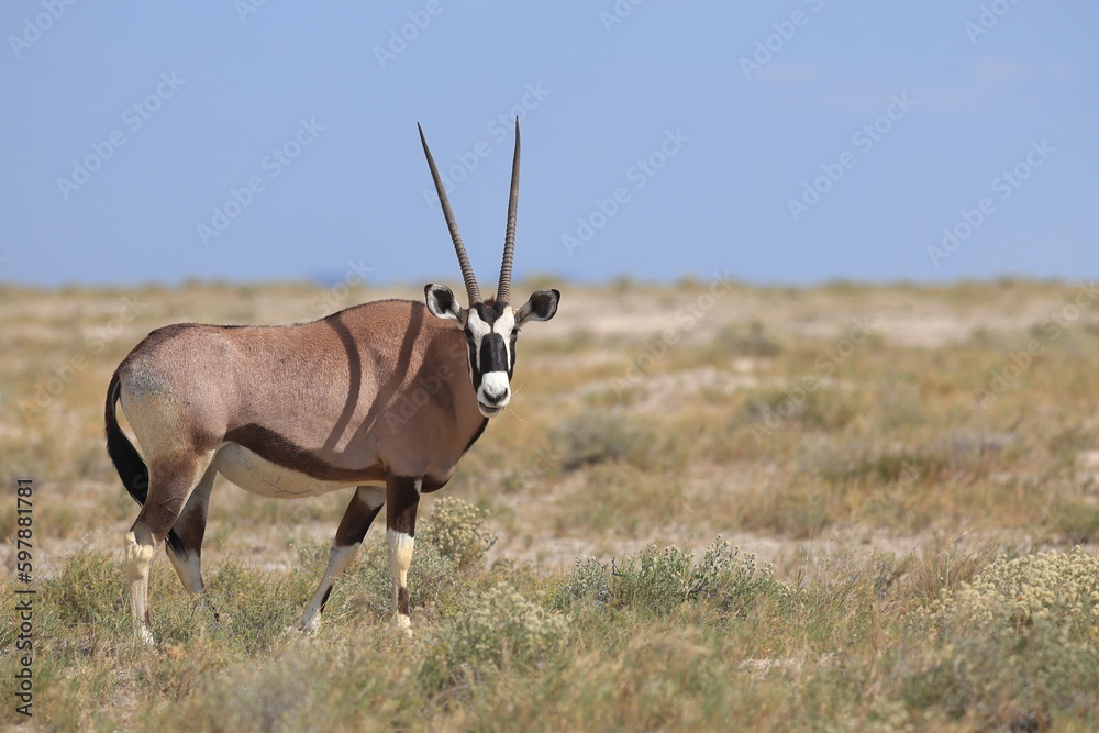 portrait of an oryx antelope in Etosha National Park, Namibia portrait of an oryx antelope in Etosha National Park, Namibia
