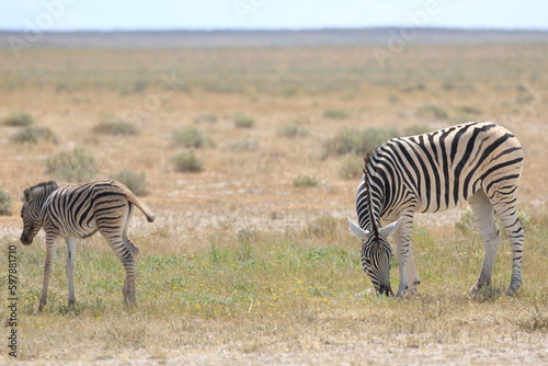 Zebra and its fowl in Etosha National Park  Namibia