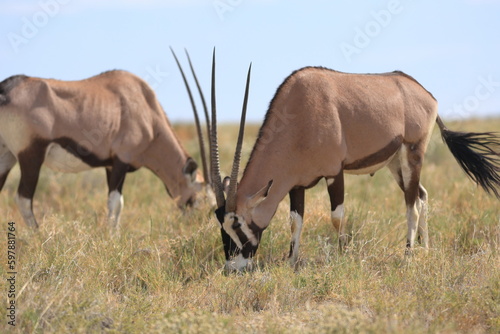 Oryx antelope grazing in the wild of etosha