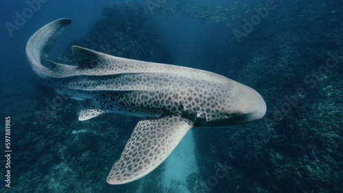A whale shark swimming in the ocean