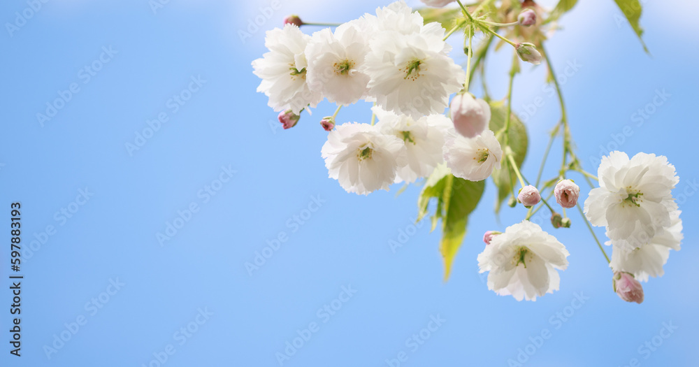 Selective focus of delicate branches of pink and white sakura flowers on a tree under blue sky, vibrant sakura flowers in spring, flora texture and background.
