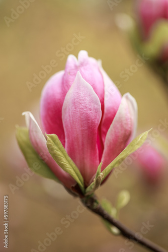 Pink bright magnolia flowers in early spring. Selective focus. Beautiful natural background. Lovely flowers in the park. Festive background, wallpaper. Happy holiday. St. Day Valentine
