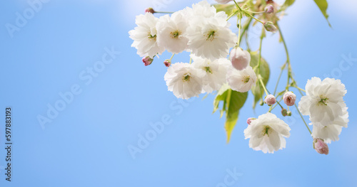 Selective focus of delicate branches of pink and white sakura flowers on a tree under blue sky, vibrant sakura flowers in spring, flora texture and background. 