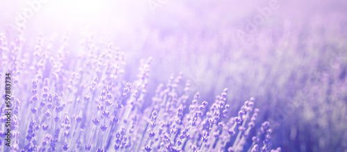 Lavender field banner. With soft light effect for floral background on horizontal web header or banner.