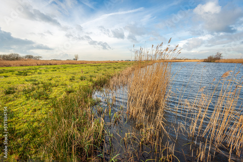 Dutch polder landscape on a windy day in the winter season. The water surface is restless and the reed along the bank has yellowed. The photo was taken in the province of North Brabant.