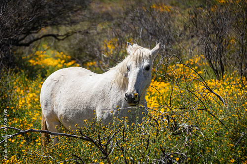A wild white mustang horse in a field on a spring day