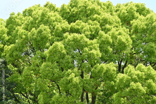 Scenery of fresh greenery. Early summer landscape seasonal background material.