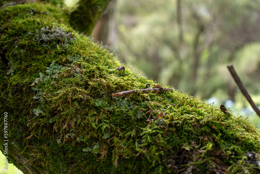 Moss on tree