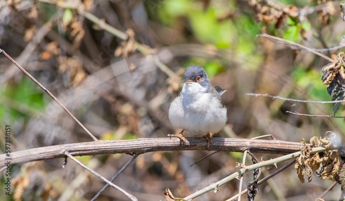 Menetries`s Warbler (Sylvia mystacea) is a passerine bird that appears in the Southeastern Anatolia region of Turkey. photo