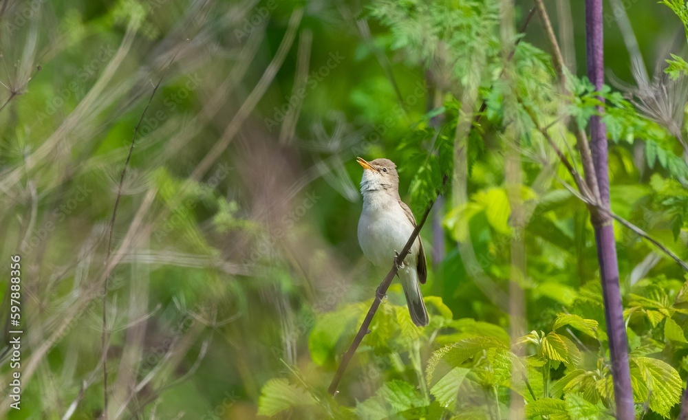 Naklejka premium Eastern Olivaceous Warbler (Iduna pallida) is one of the best songbirds in the world.