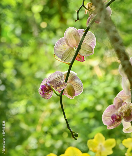 orchid on the tree photo