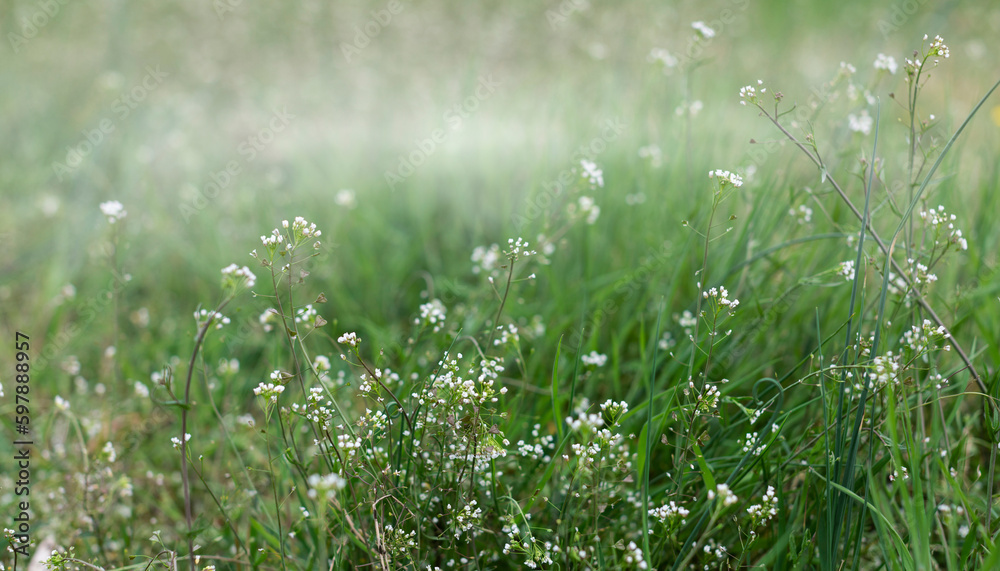 Green grass with white meadow flowers on a foggy wet spring morning