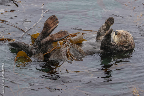 Otter playing in Monterey Bay