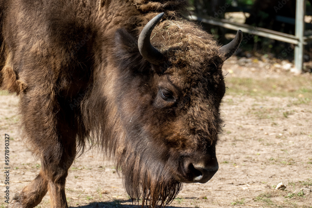 Wisent, europäischer Bison im öffentlichen Tierpark Oberwald Karlsruhe Wisent, europäischer Bison im öffentlichen Tierpark Oberwald Karlsruhe